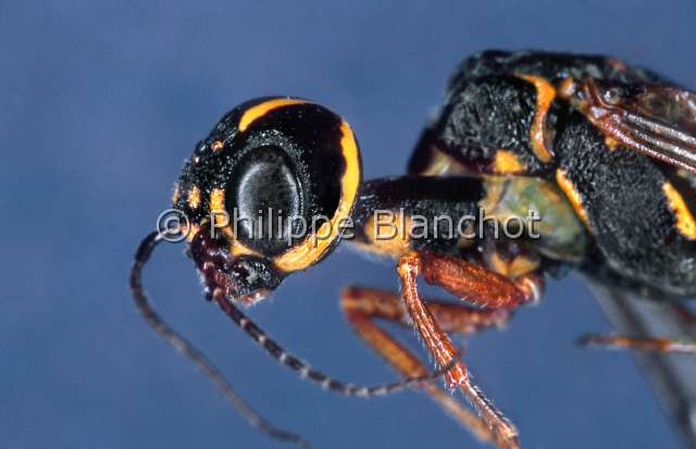 Xiphydria longicollis.JPG - in "Portraits d'insectes" ed. SeuilXiphydria longicollisSirex a long couWoodwaspHymenopteraXiphydriidaeFrance